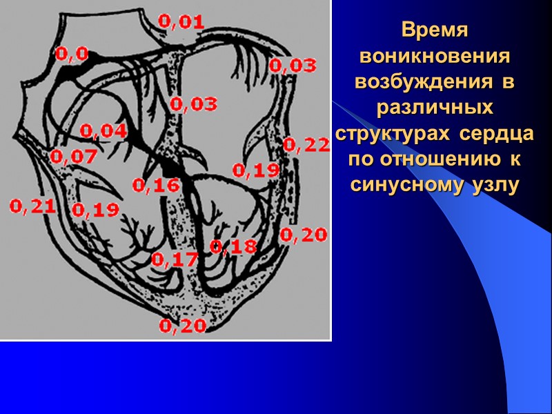 Время воникновения возбуждения в различных структурах сердца по отношению к синусному узлу